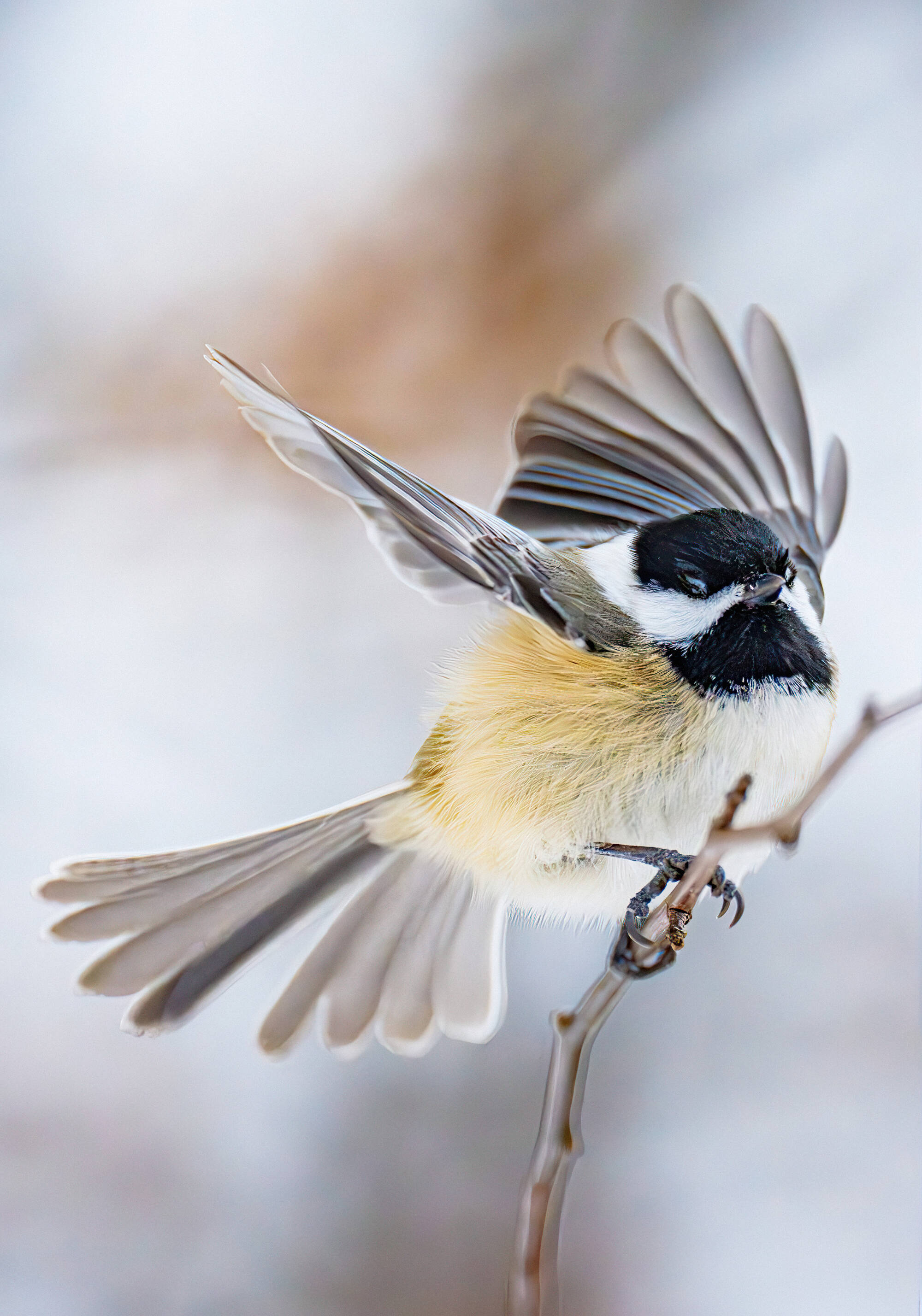 Close-up of a black-capped chickadee